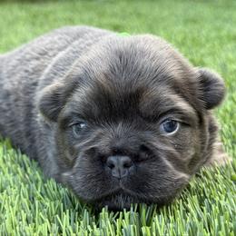 Larkin - Blue female French Bulldog puppy in Greenville, Texas from Lovey’s Frenchies