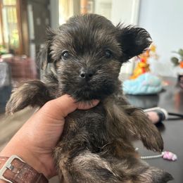 Male 2 Tobby - Brindle male Shorkie puppy in Albemarle, North Carolina from Wilson Kennel