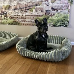 Cookie - French Bulldog