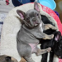 Phoenix - Tricolors female French Bulldog puppy in Yellowstone County, Montana from JNS Frenchies