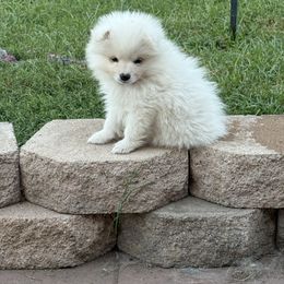 Boy 3 - White male American Eskimo Dog puppy in Redlands, California from Arctic Storm Kennels