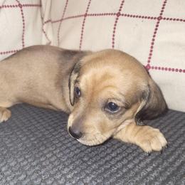 Female 1 - Red female Dachshund puppy in Suffolk, Virginia from Mini Love Bugs