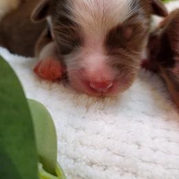 Miniature Australian Shepherd Puppies from Barnyard Mini Aussies