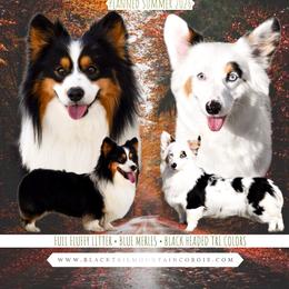 American Corgi puppies from Blacktail Mountain Corgis