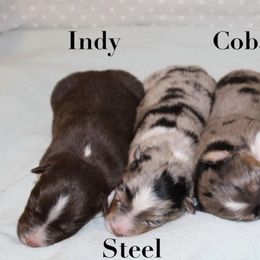 Australian Shepherd Puppies from Tru Blu Aussies