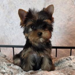 Gracie - Black and gold female Yorkshire Terrier puppy in Luray, Tennessee from Little Angel Yorkies