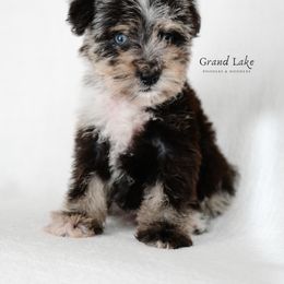 Bernedoodle, Poodle, and Schnoodle Puppies from Grand Lake Poodles & Doodles