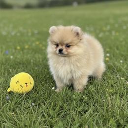 Biggie - Cream male Pomeranian puppy in Macon, Georgia from Pomflower Pomeranians