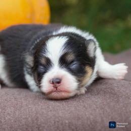 Rusty - Black and tan parti male Pomeranian puppy in Bremen, Indiana from AMS Pomeranians and Pomskies in Indiana