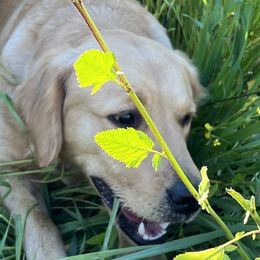 Hannah - Golden Retriever