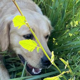 Hannah - Golden Retriever