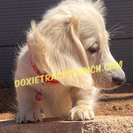 AKC LH cream red collar - Cream male Dachshund puppy in Acton, California from DTR