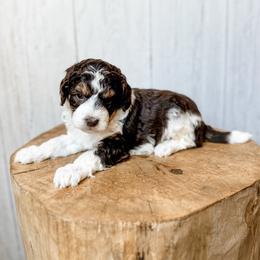 Crater - Red tri-color male Aussiedoodle puppy in Arlington, Washington from Doodle Love Laugh