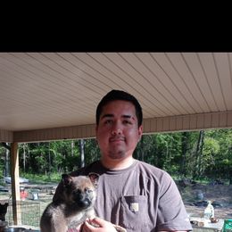 German Shepherd Puppies from Rammstein Kennels