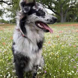 Sage - Australian Shepherd