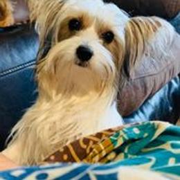 Yorkshire Terrier All Grown Up from Trennas Rotten Yorkis