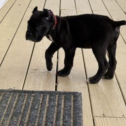 Cane Corso Puppies from Better Than You Cane Corso’s