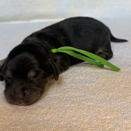Luka - Black and cream male Dachshund puppy in Janesville, California from Elysian Creek Doxies