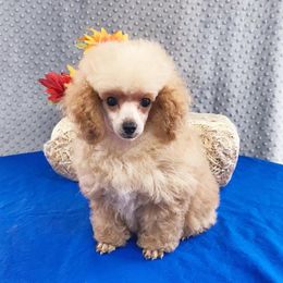 Poodles from Okie’s Cuties