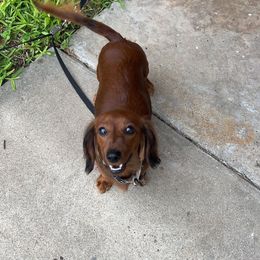 Twinkle - Dachshund