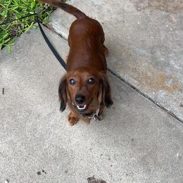 Twinkle - Dachshund