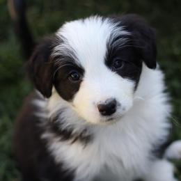 Chaos - Black and white female Border Collie puppy in Kalispell, Montana from North Fork Border Collies