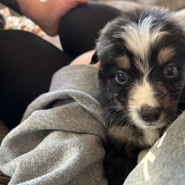 Bellatrix - Black & white female Australian Shepherd puppy in Nicktown, Pennsylvania from Moss Crick Australian Shepherds