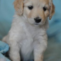 Poodle Puppies from Timber Hills Poodles and Doodles