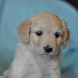 Poodle Puppies from Timber Hills Poodles and Doodles