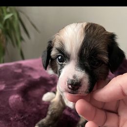 Girl 2 - Chinese Crested puppy from Show Style Chinese Cresteds