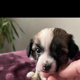 Girl 2 - Chinese Crested puppy from Show Style Chinese Cresteds
