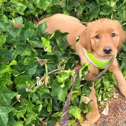 Golden Retrievers from Columbia River Goldens
