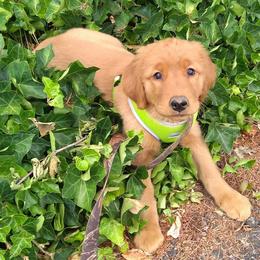 Golden Retrievers from Columbia River Goldens