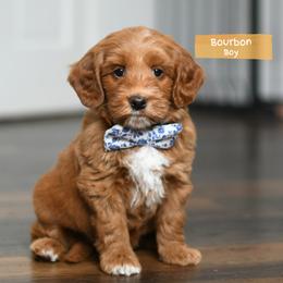 Bourbon - Red male Australian Labradoodle puppy in Port Orchard, Washington from Snooze and Sniff Labradoodles