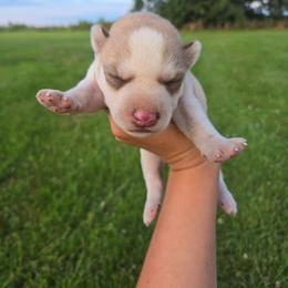 Zaryia - Red and white female Siberian Husky puppy in Bingham, Illinois from Siberian Instincts Kennel