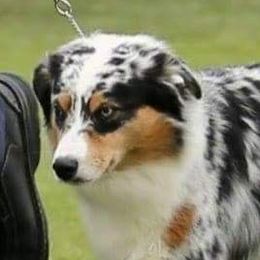 Poppy - Miniature American Shepherd