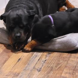 Rottweiler Puppies from Schone Rasse Rottweilers