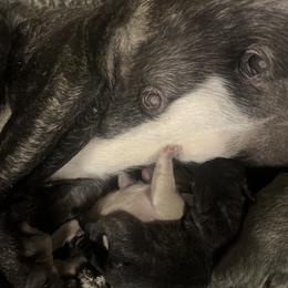 French Bulldog Puppies from Psycho Frenchies