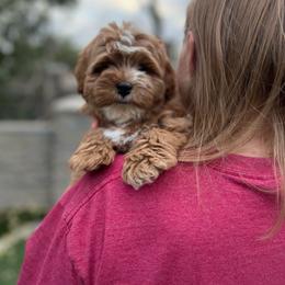Ryan - Red male Bernedoodle puppy in Saratoga Springs, Utah from Saratoga Springs Doodles