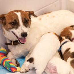 Golden Retriever and Jack Russell Terrier Puppies from Shelby Burleson's Golden Retrievers and Jack Russell Terriers