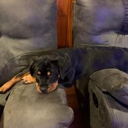 Rottweiler Puppies from Vom Arnold-Hause Rottweilers