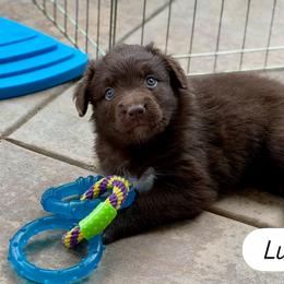 Laura - Red & white female Australian Shepherd puppy in Temecula, California from Boulder & Branch Aussie Ranch