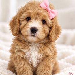 Maisie - Apricot female Cavapoo puppy in Theodore, Alabama from Horton & Co. Cavapoos