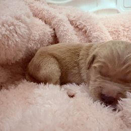 Brie - Dark golden female Golden Retriever puppy in Seville, Ohio from Retriever Ranch