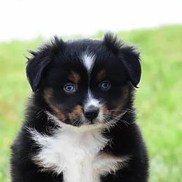 Miniature Australian Shepherds and Toy Australian Shepherds from Magnolia Hills Farm