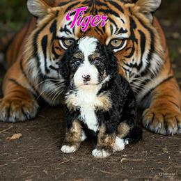 Tiger - Tri-color female Bernedoodle puppy in Banner Elk, North Carolina from Walnut Tree Bernedoodles