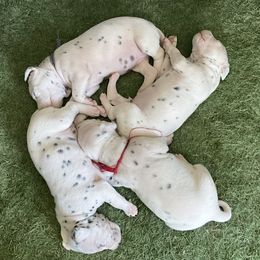 Dalmatian puppies from Renov Dalmatian Plantation
