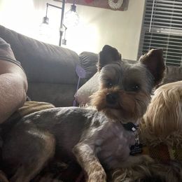 Zeus - Yorkshire Terrier