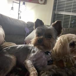 Zeus - Yorkshire Terrier