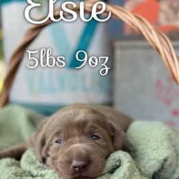 Elsie - Silver female Dilute Retriever puppy in Puyallup, Washington from 12 Door Farm Labradors